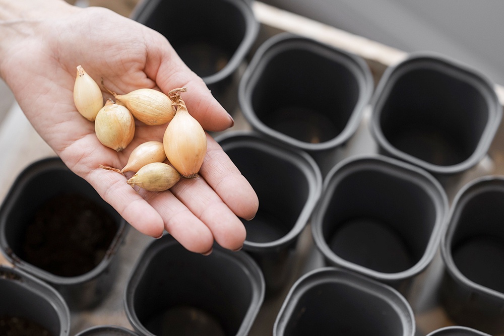 Когда сажать чеснок осенью и как сделать это правильно